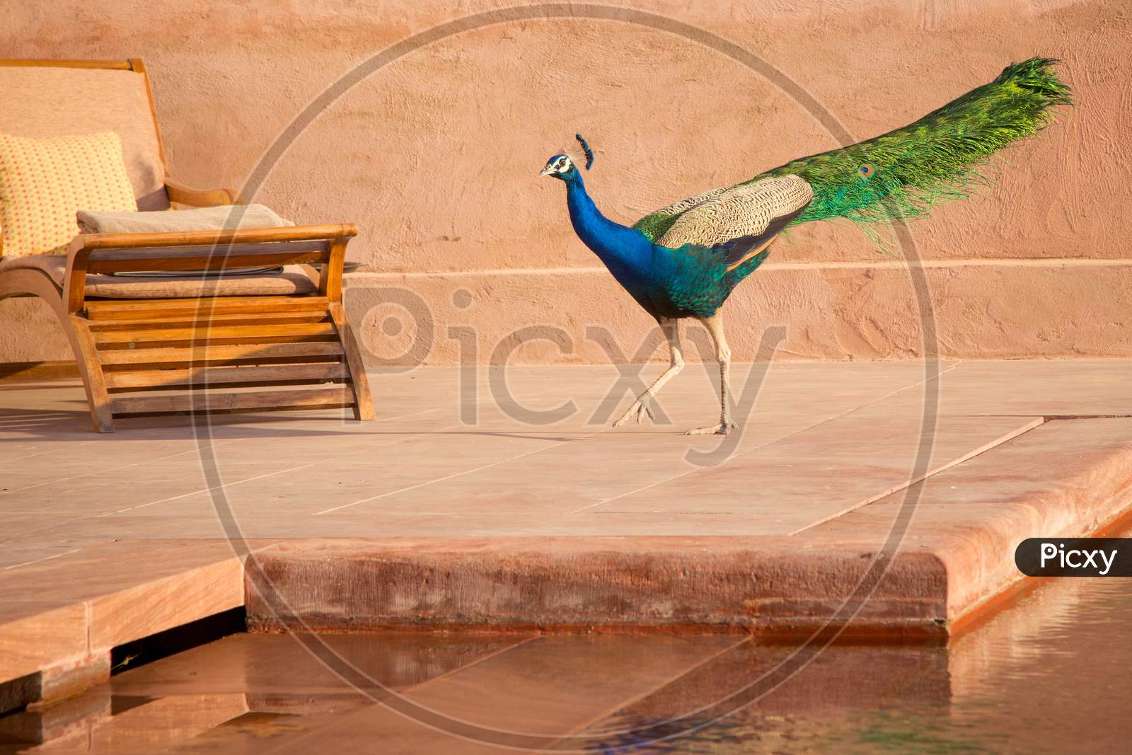Closeup Shot of A Peacock in Nagaur Fort, Rajasthan, India