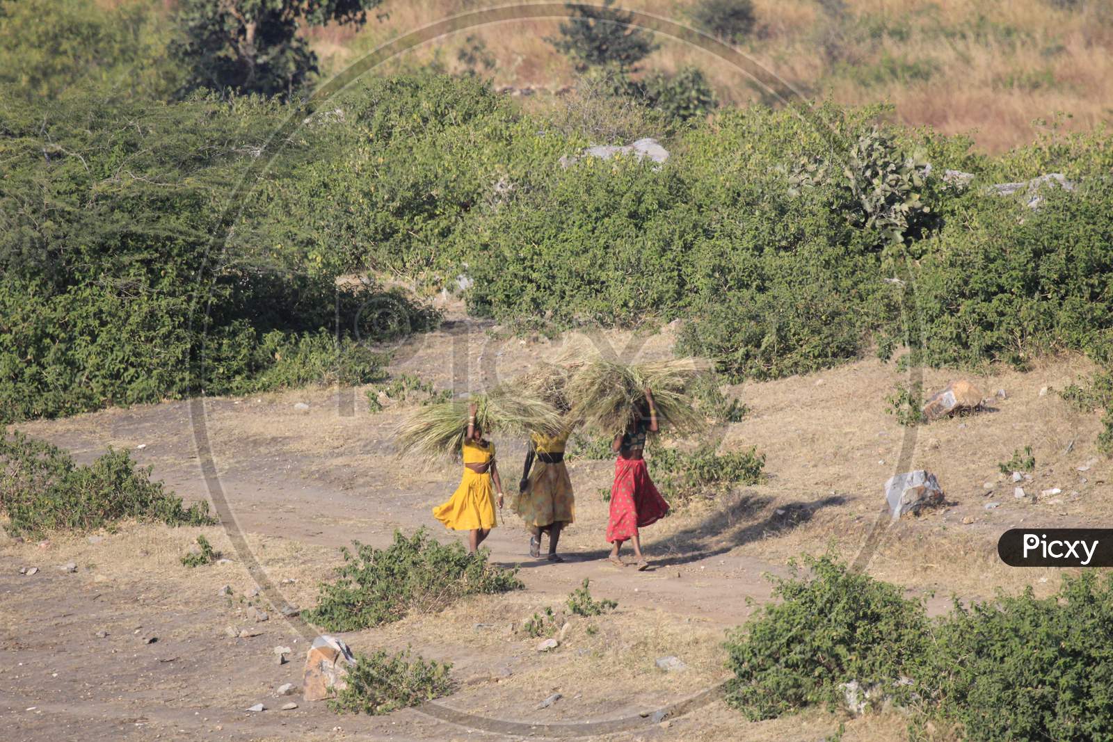 Indian Tribal Woman Carrying Grass From  Forests In Tribal Villages Of India