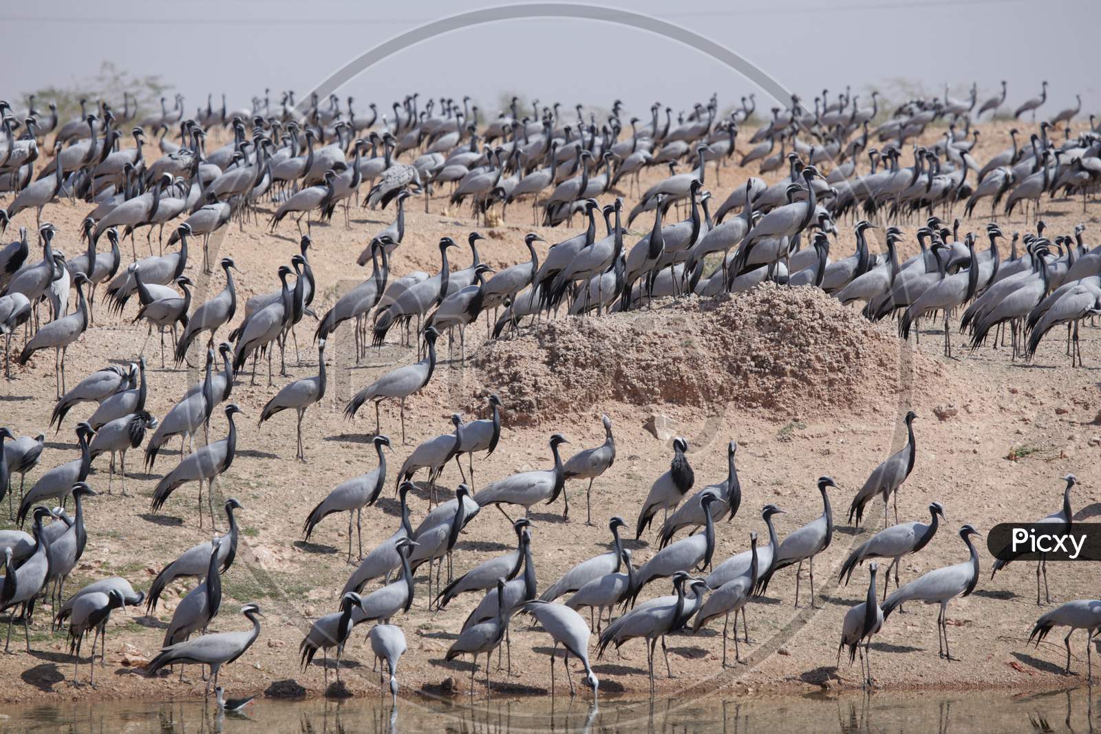 Demoiselle crane birds migrating to lake at Khichan city, Rajasthan