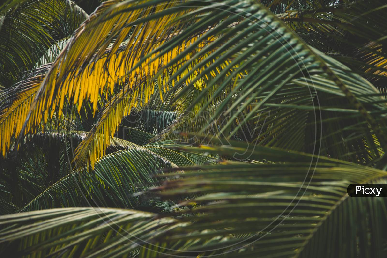 image-of-view-of-coconut-tree-leaves-wz772017-picxy