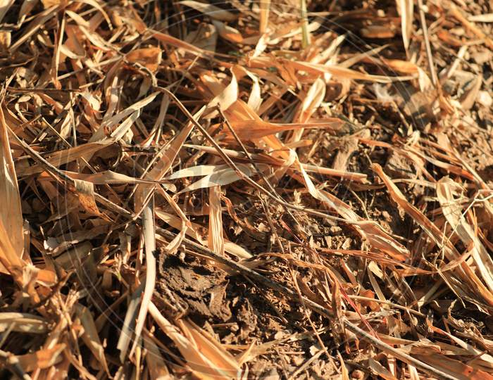 Dried straw grass