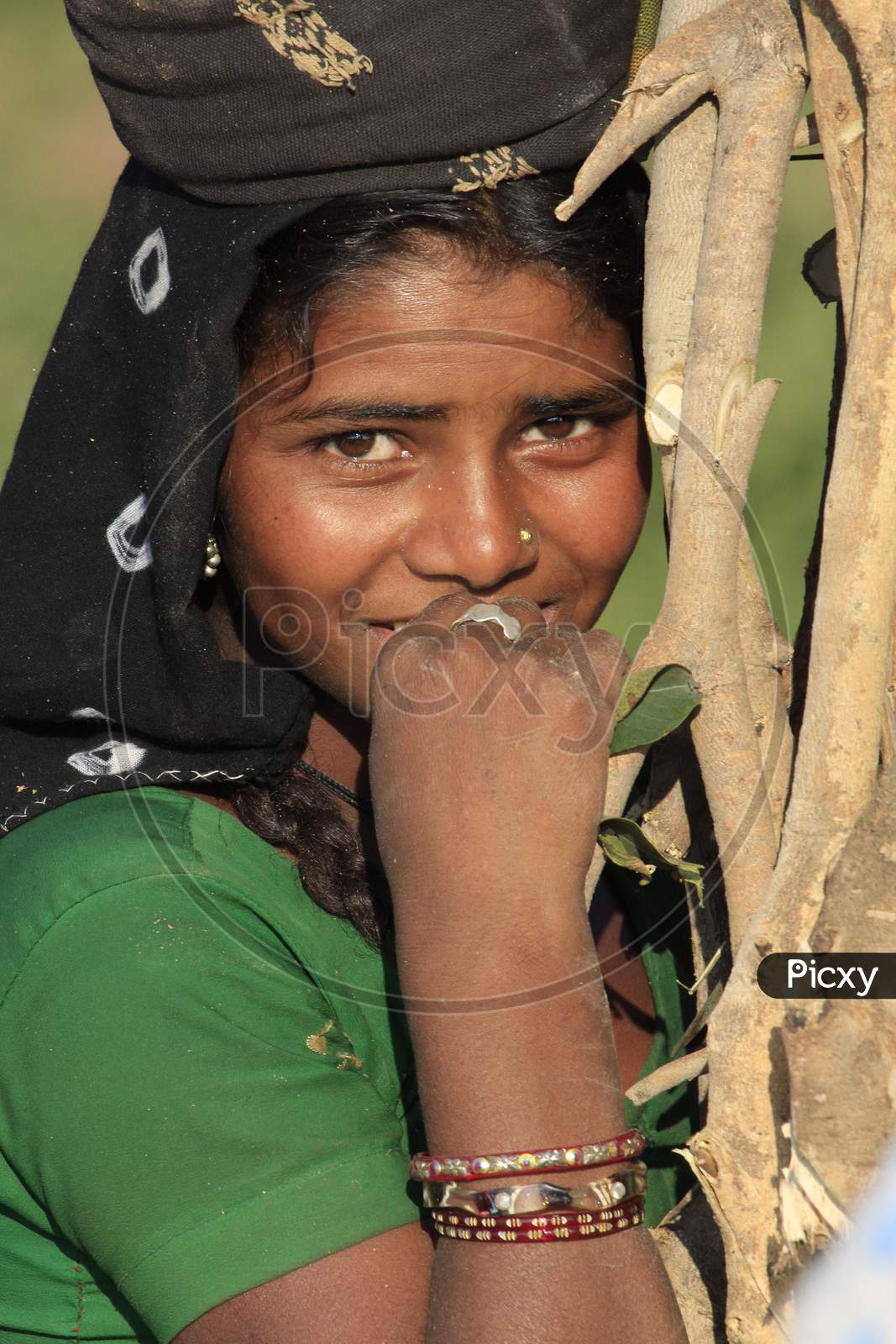 Indian Tribal Woman Carrying Cooking Wood From Forests In Tribal Villages Of India