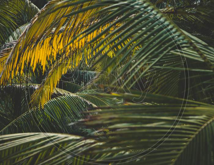 View of coconut tree leaves