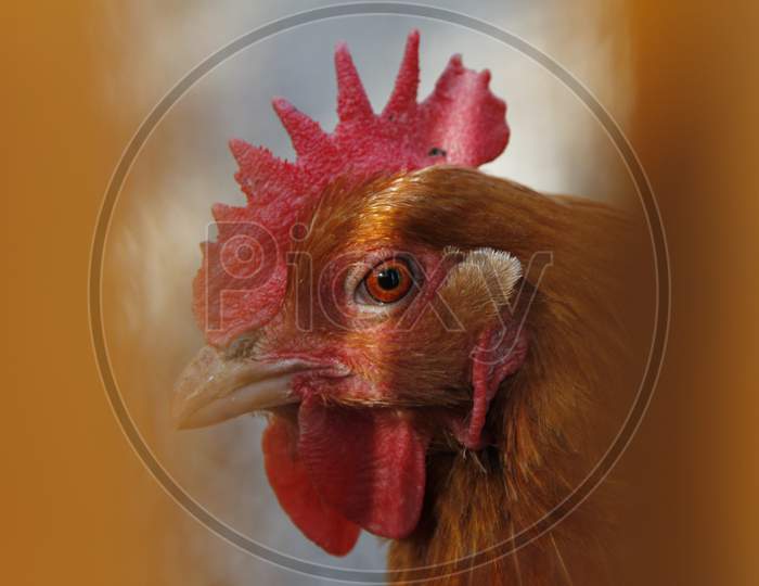 A Chicken's head