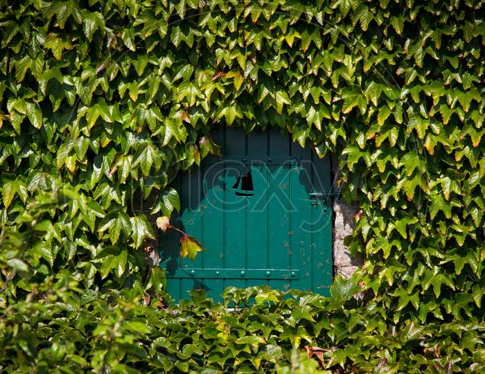 A Vintage door covered with leaves