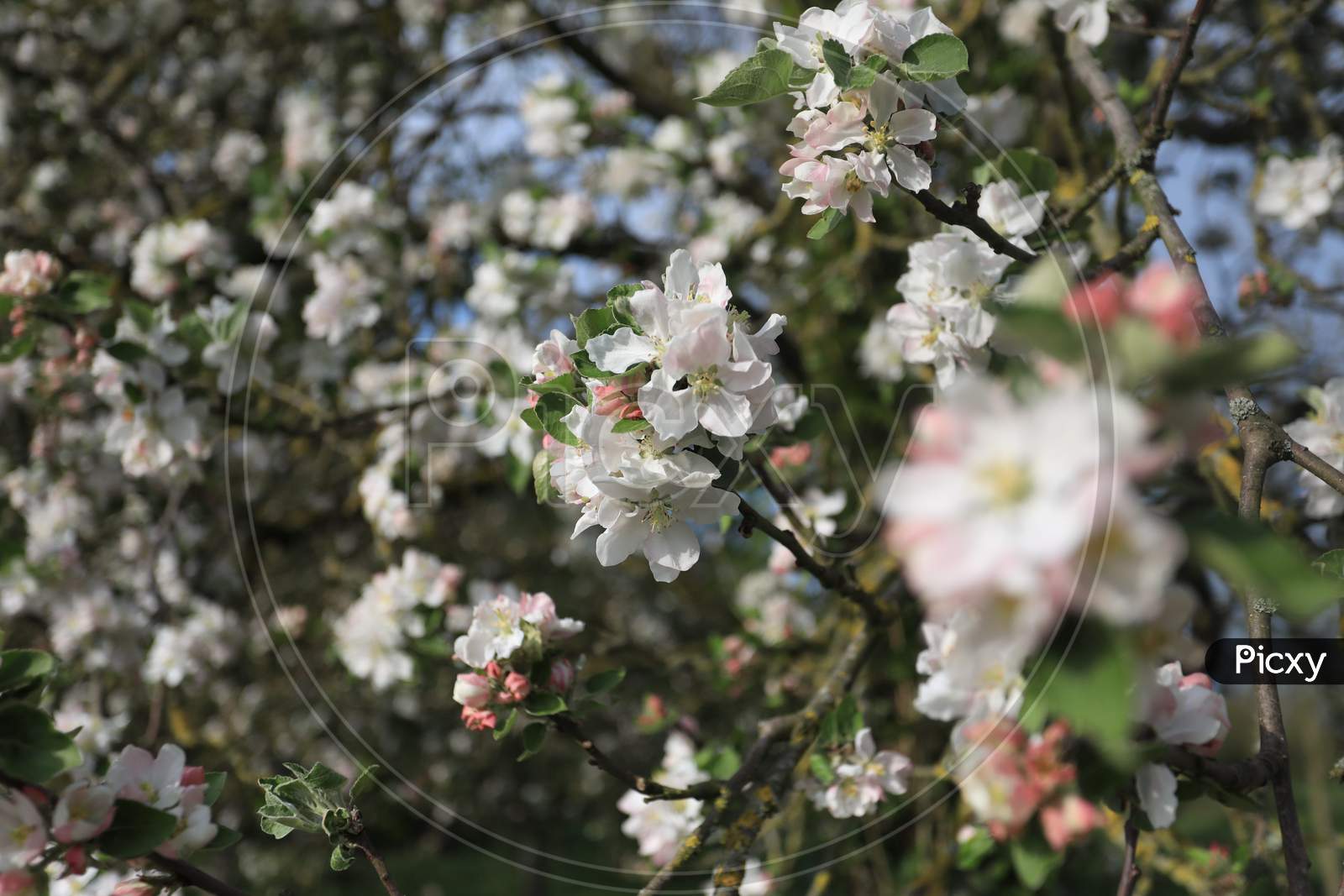 White cherry blossom flowers in Brittany, France
