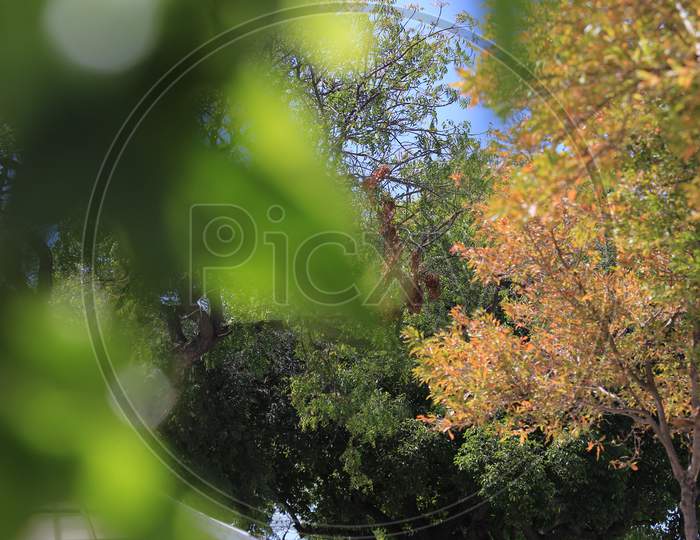 View of autumn leaves