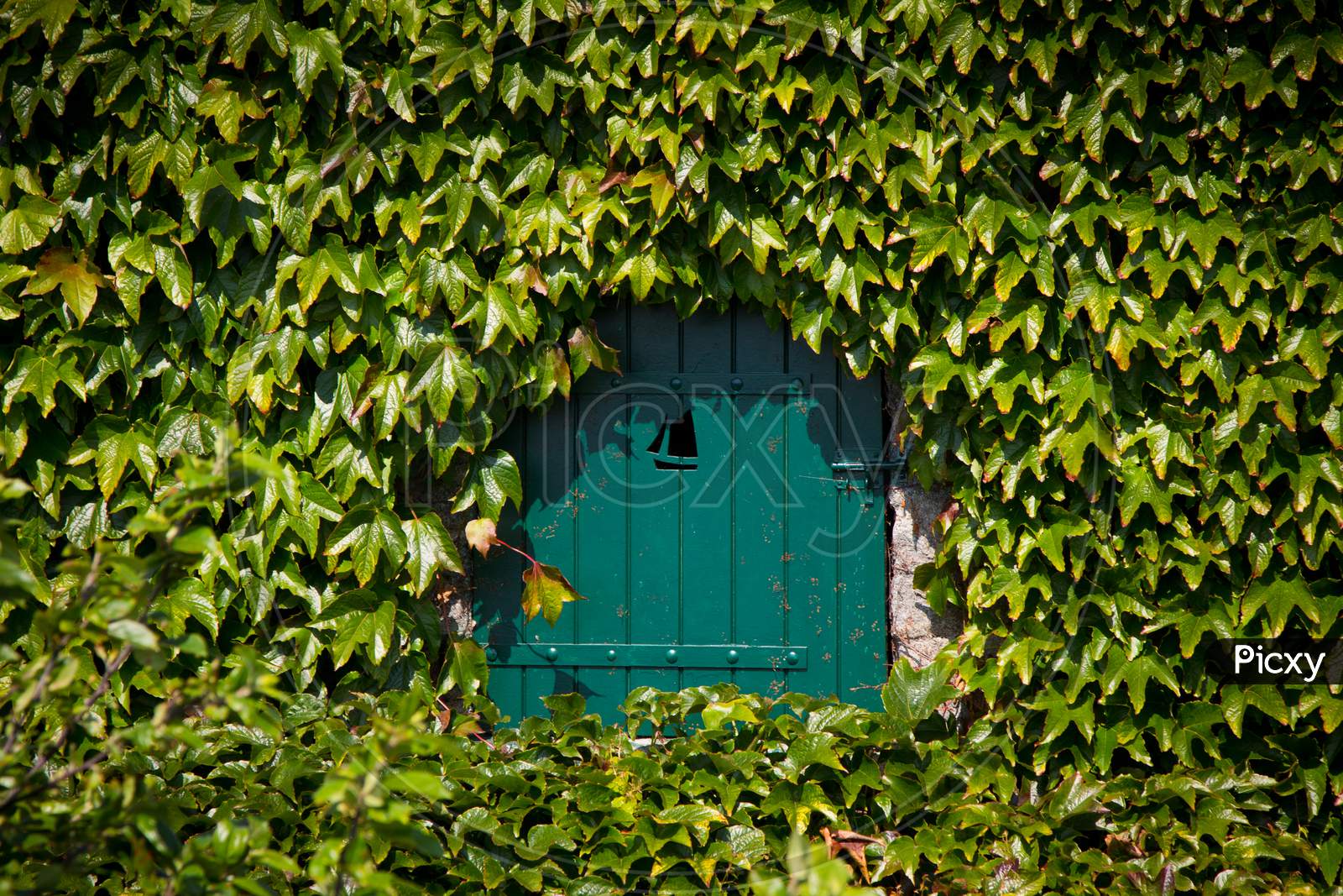 A Vintage door covered with leaves