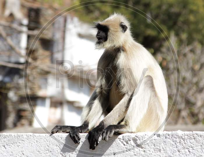 A Gibbon Monkey