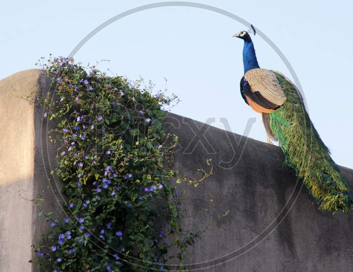 Closeup Shot of A Peacock in Nagaur Fort, Rajasthan, India