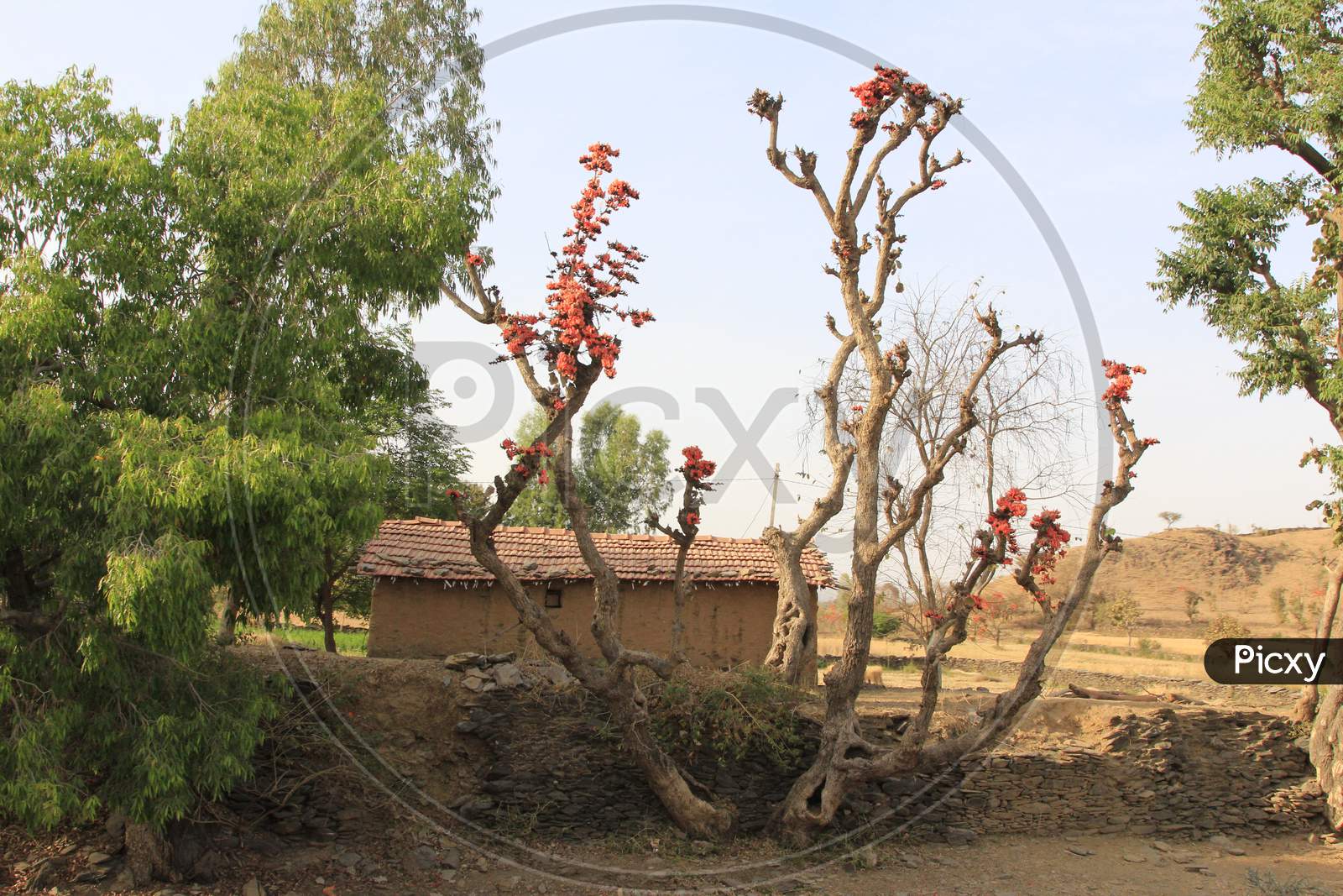 Dried tree red flowers
