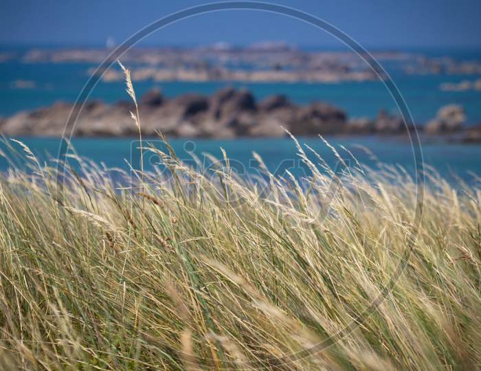 View of Pampas grass in Cap Fréhel, Brittany, France