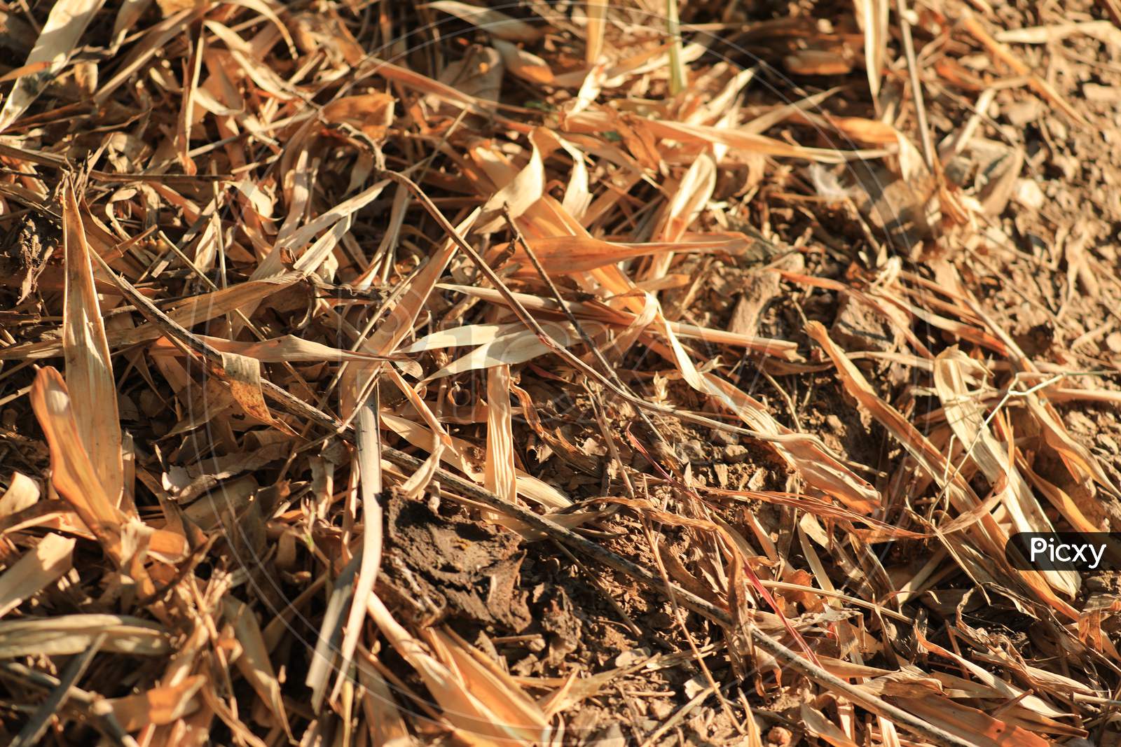 Dried straw grass