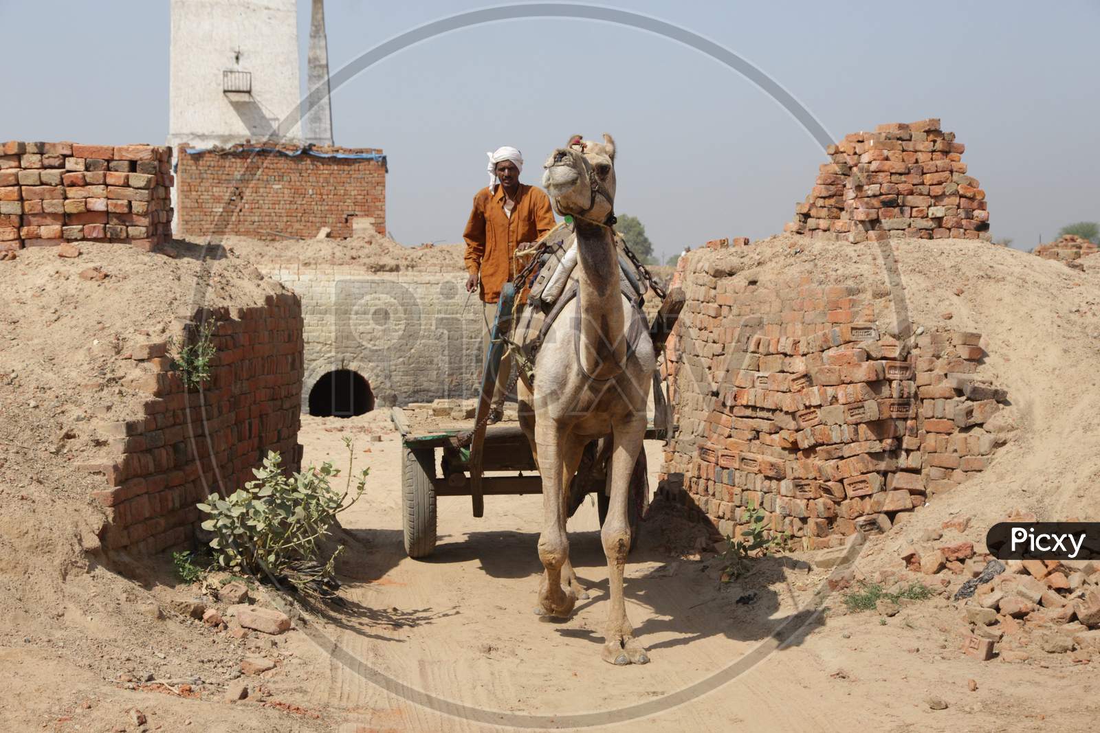 People using Camel to transport Bricks
