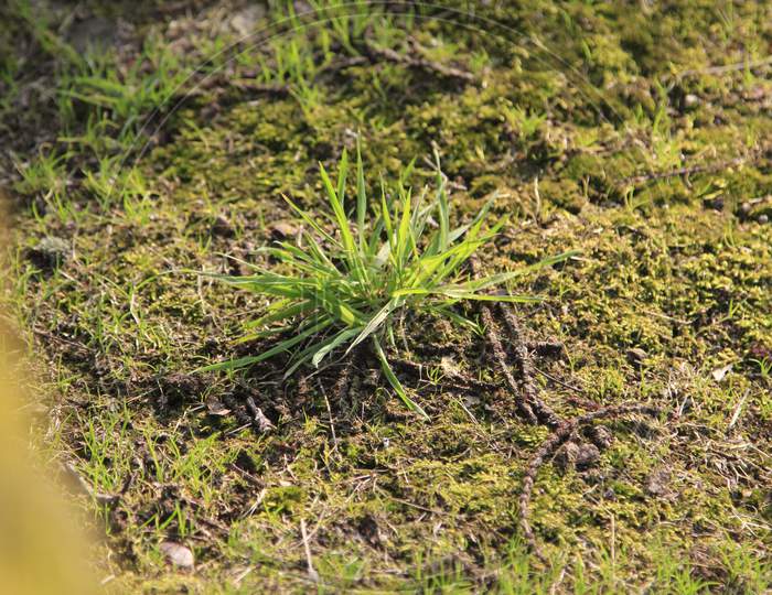 A Grass plant in the soil