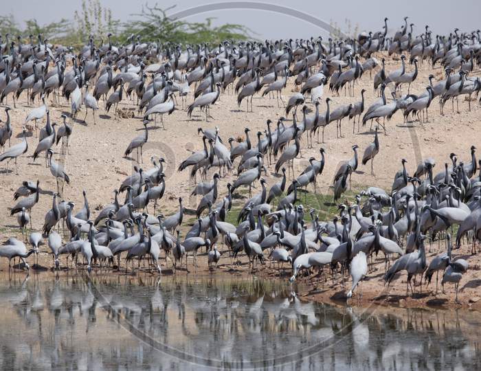 Demoiselle crane birds migrating to lake at Khichan city, Rajasthan