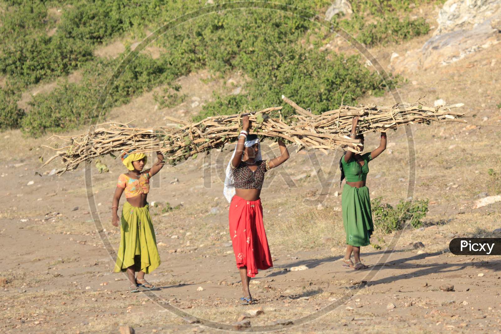 Indian Tribal Woman Carrying Cooking Wood From Forests In Tribal Villages Of India