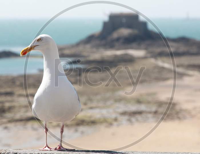 A European herring gull by the beach