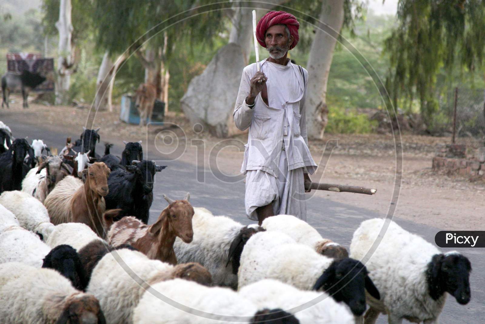 A Rajasthani Shepherd