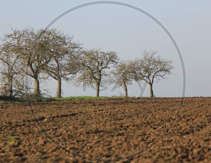 Dried trees in the farm lands