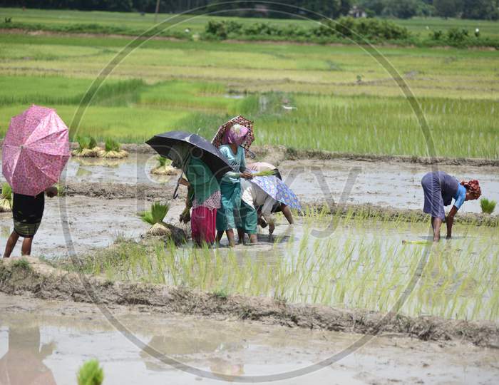 Assam Farmers Working In Paddy harvesting Fields In Nagaon, Assam
