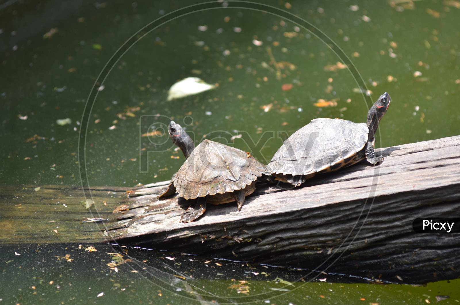 Tortoise Or Turtle In Guwahati Zoo