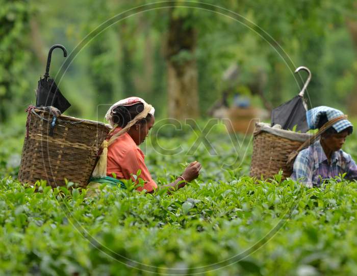 Tea Workers Plucking Tea Leafs In Assam Tea Plantations