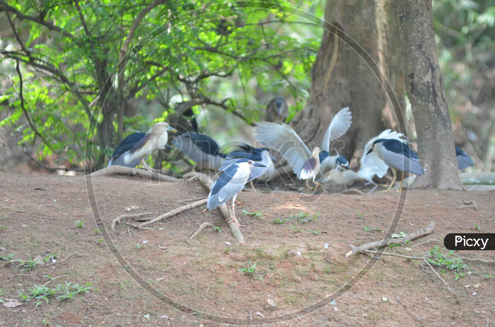 Perching Bird Flock under Tree in Zoo