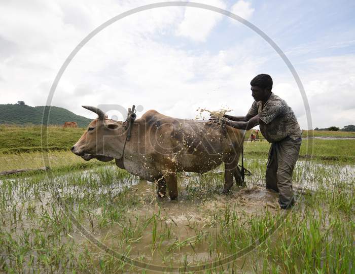 Farmer Washing Bullocks After Ploughing Paddy Fields