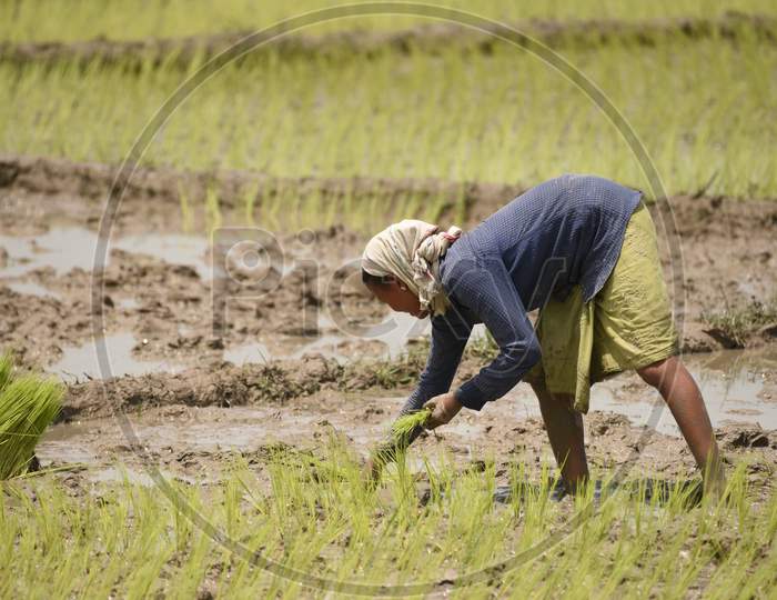 Farmers Planting Paddy Saplings in Agricultural Fields