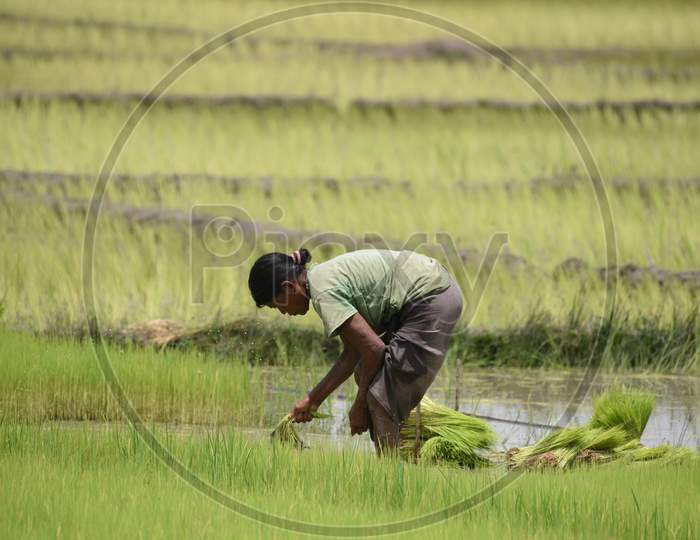 Woman Farmers Planing Paddy Saplings in Fields