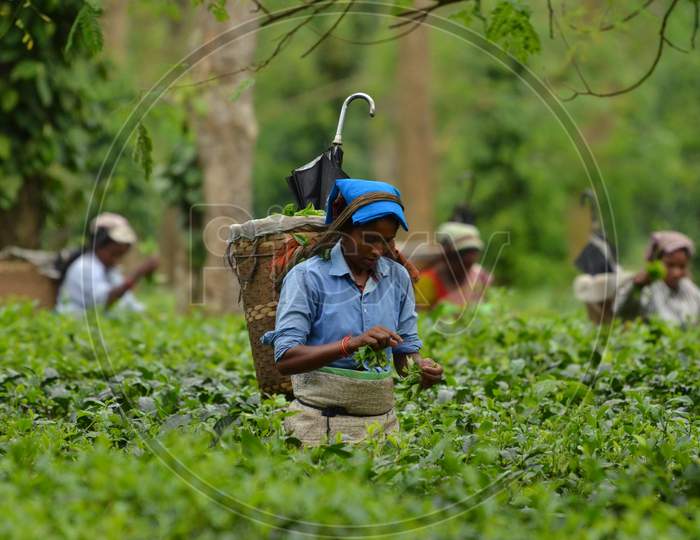 Tea Plantation Workers In Assam Tea Gardens