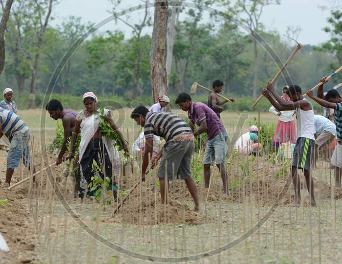Workers Planting  New  Tea Gardens in Assam Plantations