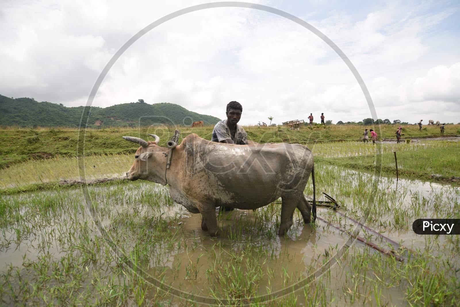 Farmer Ploughing Wet Paddy Field With Bullocks In Assam
