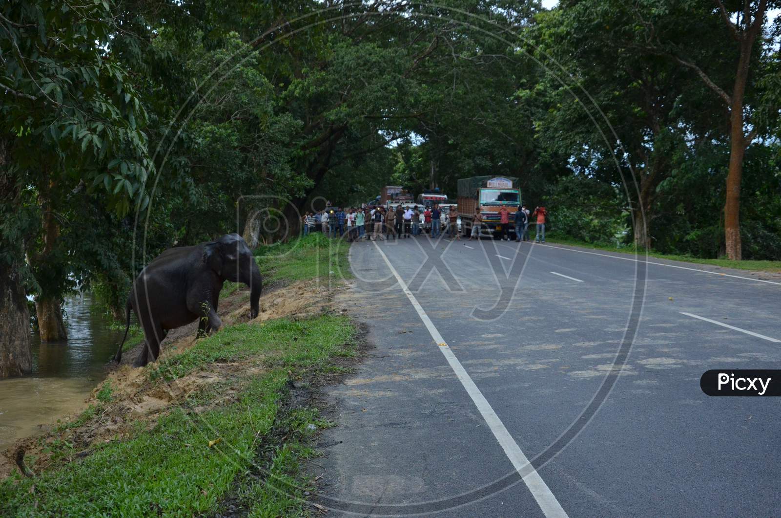 Elephant Crossing Road At Kaziranga National Park