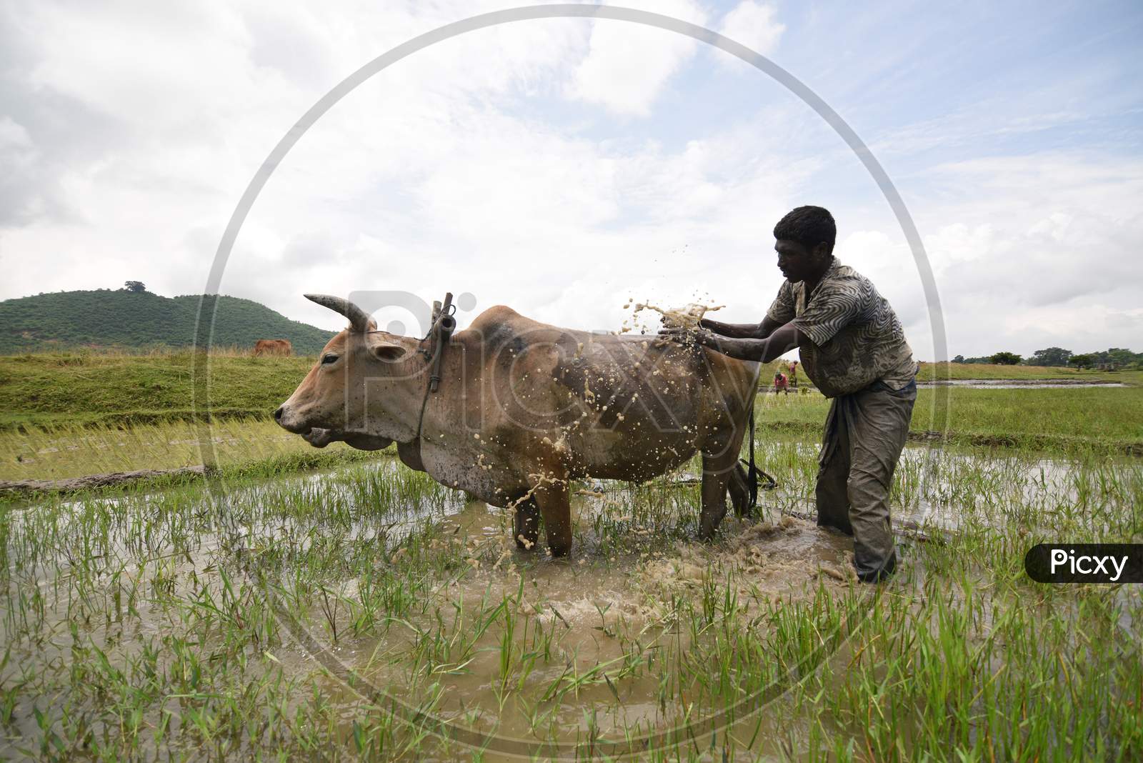 Farmer Washing Bullocks After Ploughing Paddy Fields