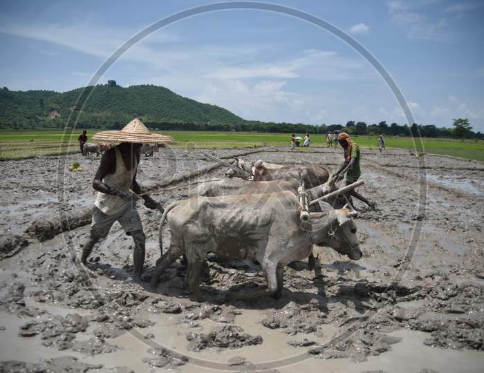 Farmers Ploughing  The wet Paddy Fields For Harvesting With Bullocks in Traditional Way At Nagaon, Assam