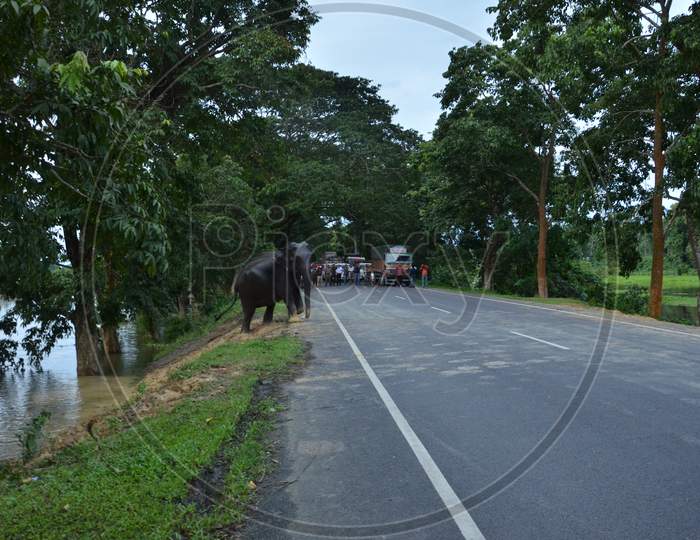 Elephant Crossing Road At Kaziranga National Park