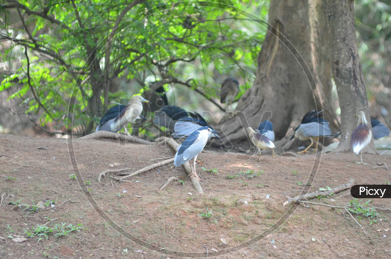 Sea Gull Birds Sitting Under Tree in Guwahti Zoo
