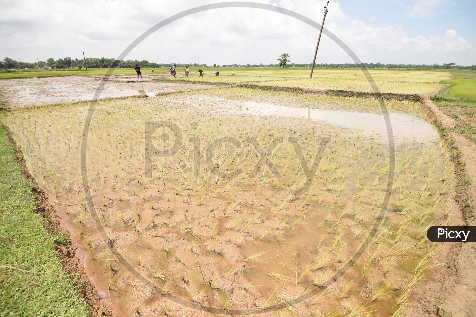 Farmers in Paddy Harvesting Fields in Assam