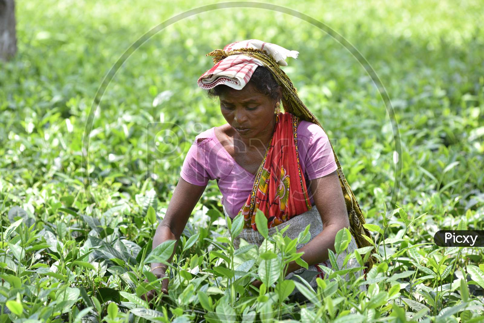 Tea Plantation Workers Collecting Tea Leafs From Gardens In Nagaon, Assam
