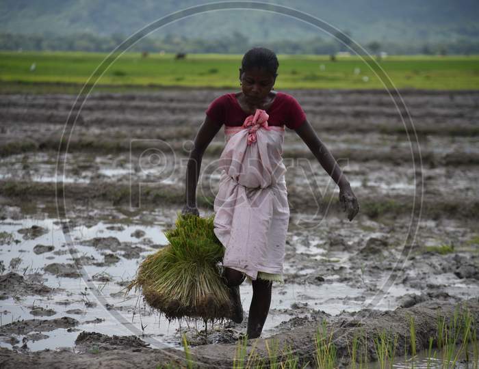 Farmers Planting Paddy Plant Saplings In Paddy Fields On Nagaon, Assam