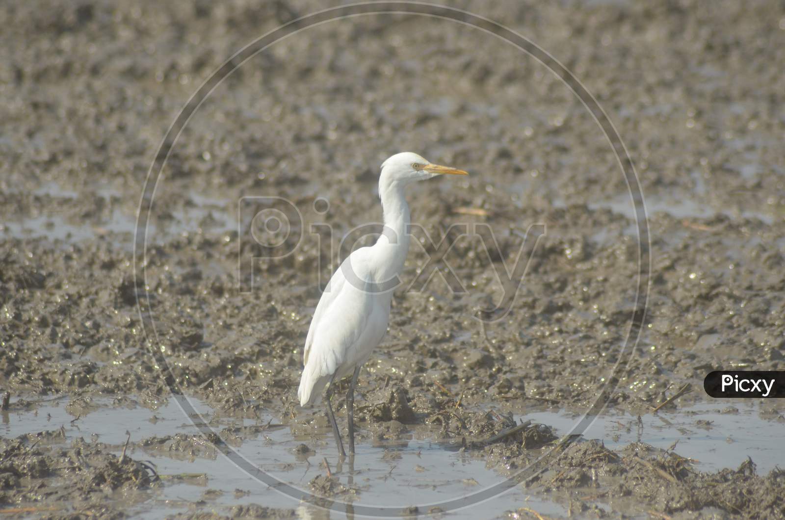 Group of Egret Birds in a Paddy Field, Nagaon, Assam