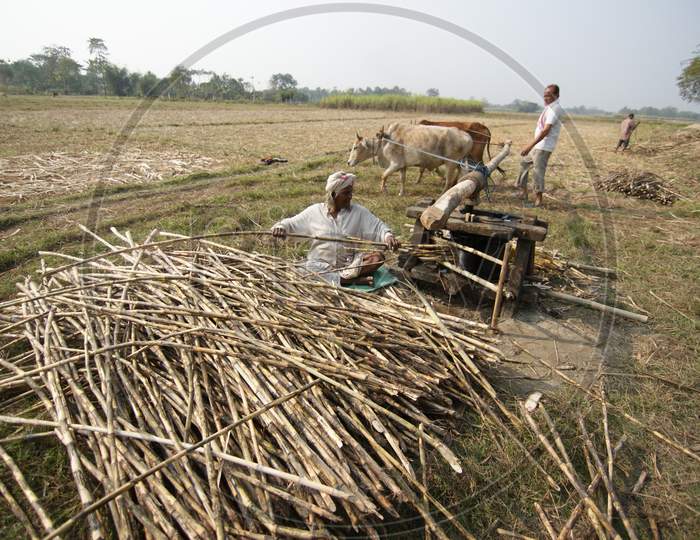 Indian Farmers prepare to extract sugarcane juice in the fields using traditional method to make Jaggery at a Village in Nagaon, Assam