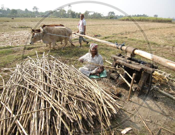 Indian Farmers prepare to extract sugarcane juice in the fields using traditional method to make Jaggery at a Village in Nagaon, Assam