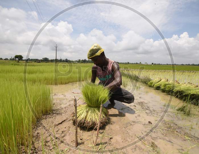 Farmers Planting Paddy Saplings in Agricultural Fields