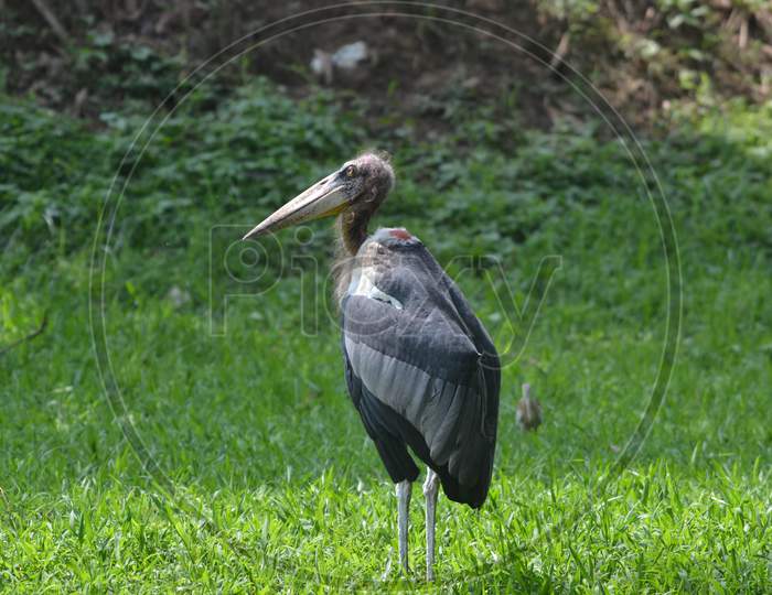 Beaked Crane in Zoo