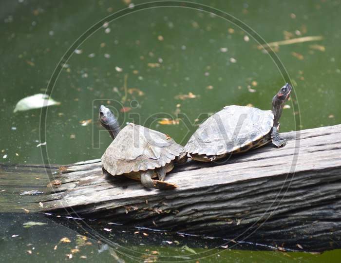 Tortoise Or Turtle In Guwahati Zoo