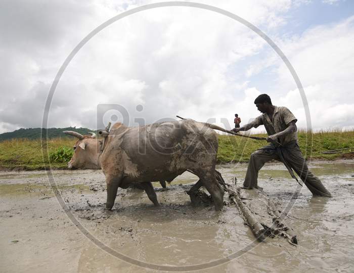 Farmer Working on Paddy Fields With Bulls Cart Ploughing the Wet Fields