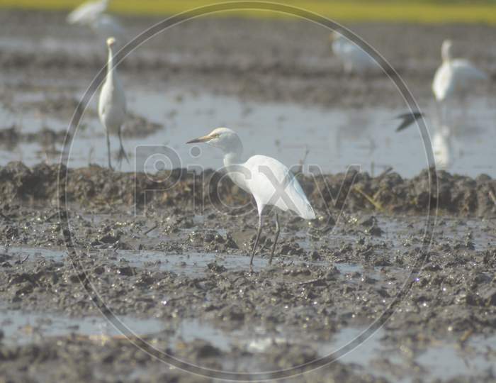 Group of Egret Birds in a Paddy Field, Nagaon, Assam